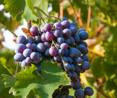 Discovering Merlot: The Quintessential Red Wine Grape